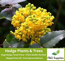 Mahonia Aquifolium Oregon Grape bare root hedge tree saplings whips plants 30cm