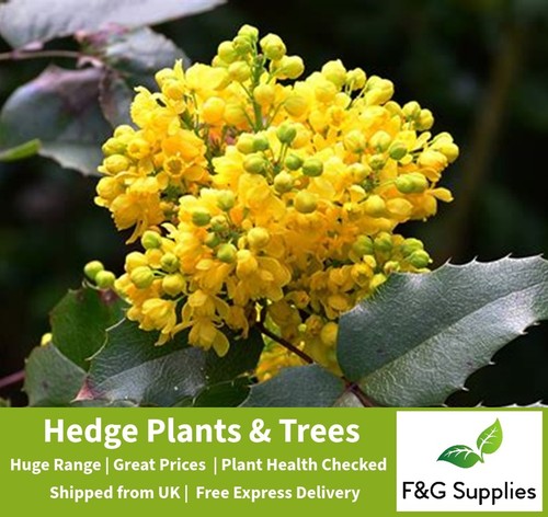 Mahonia aquifolium oregon - aquifolium,