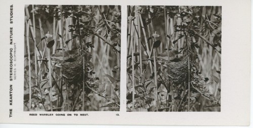 Antique kearton stereoscopic - antique,