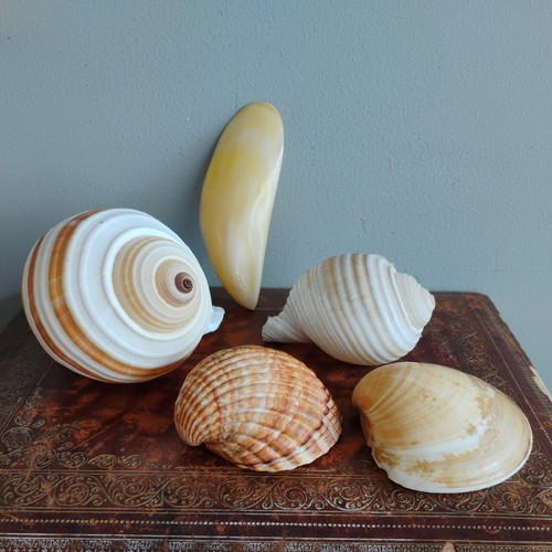 Job lot large vintage spiral - job,