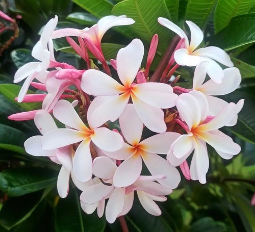 Plumeria obtusa singapore pink - plumeria,