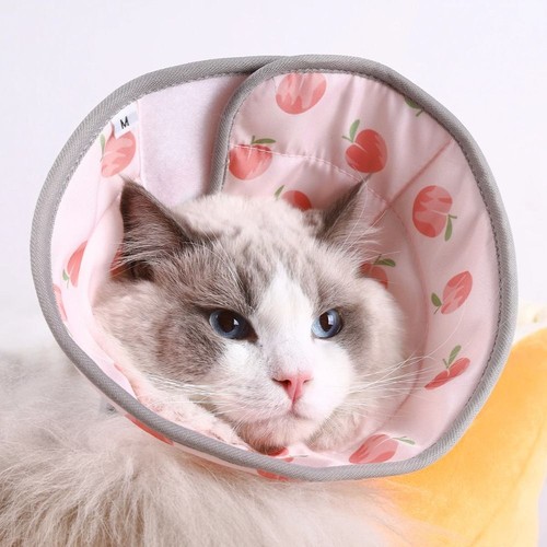 Pet dogs cat elizabethan - pet,