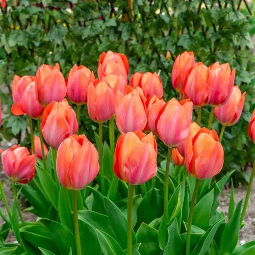 Darwin hybrid apricot van - hybrid,