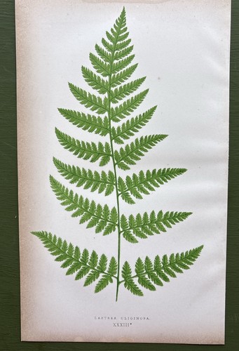 Antique 1857 fern print - antique,
