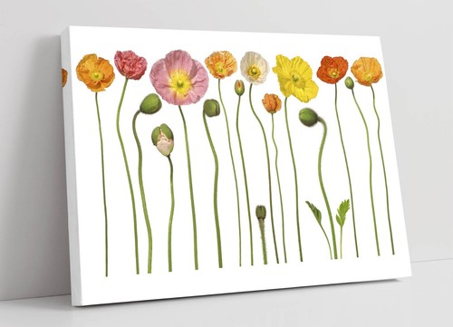 Poppy flowers illustration - poppy,