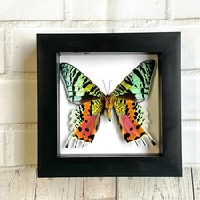Madagascan sunset moth - madagascan,