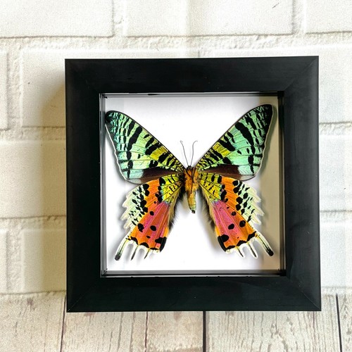 Madagascan sunset moth - sunset, (urania