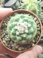 Strombocactus disciformis on own roots. Mature plant. NOT a seedling!