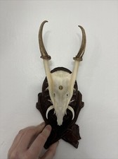 Muntjac Buck Deer Skull With