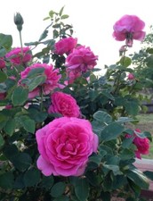 POTTED 2 LITRE HYBRID TEA ROSE