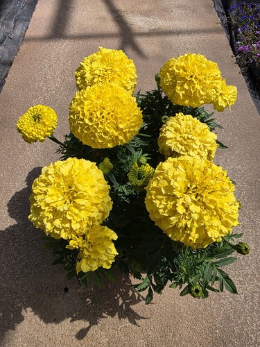 African marigold gold garden - african,
