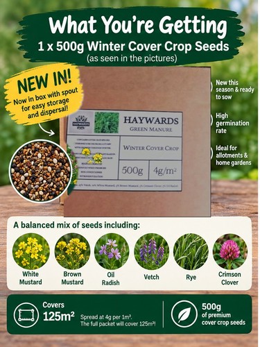 Green manure winter - -, cover