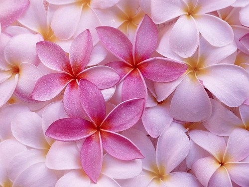 Hawaiian pink plumeria - hawaiian,