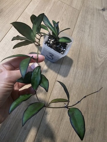 Hoya rosita 3 - hoya,