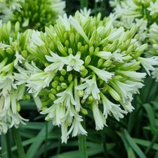 Perennial Plant, Agapanthus
