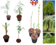 Willow Tree in Pot | 30–50cm Tall | Healthy UK Grown Sapling | Fast-Growing Orna