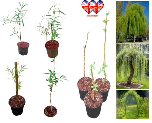 Willow tree pot 30 50cm - pot, |