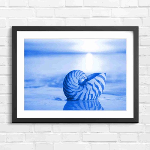 Nautilus shell sunset beach - nautilus,