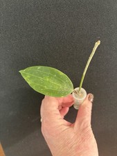 Hoya Macrophylla Silver Splash