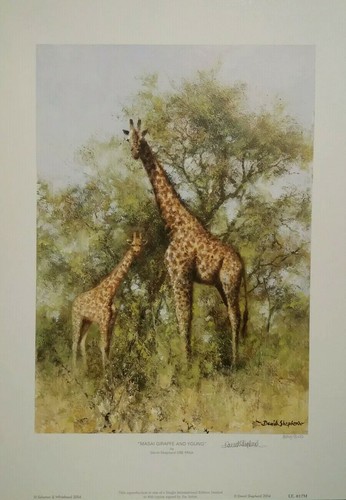 Masai giraffe and - and, young