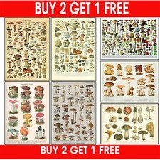 Mushroom Vintage Chart