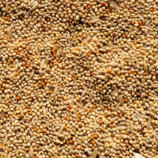 BUDGIE SEED Colonels aviary cage wild bird feed millet canary special food mix