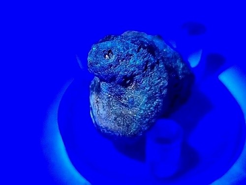 Egg fossil permineralized - egg,