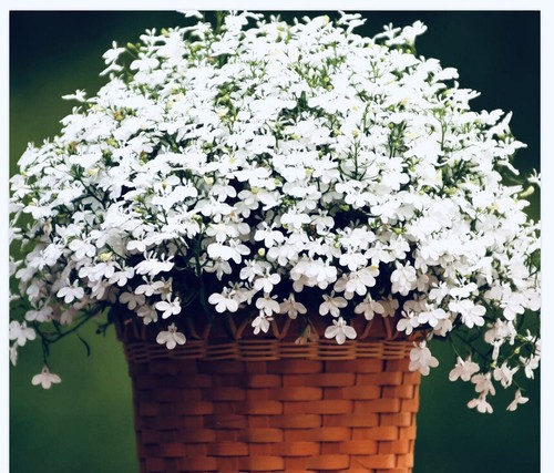 500 trailing lobelia - х,