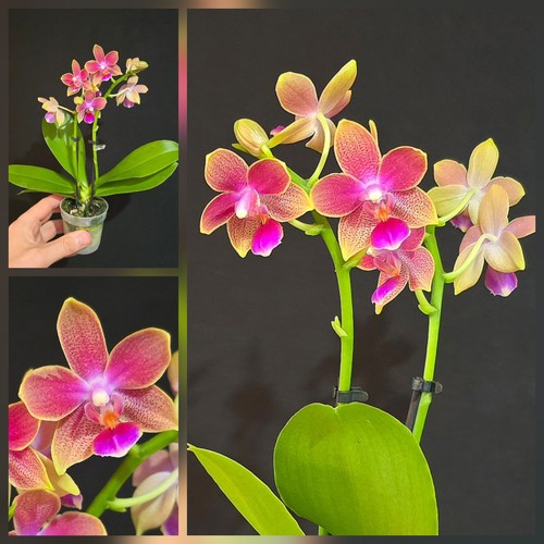 Mini phalaenopsis aromio - mini,