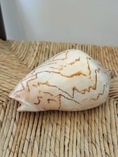 Large seashell noble volute - seashell,