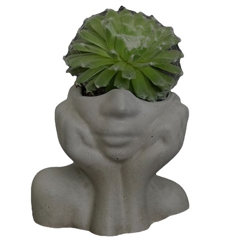 Succulent plant pots planters - succulent,