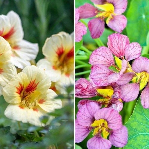 Free postage nasturtium - postage!,