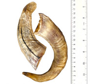 2 X Natural Lamb Horn From