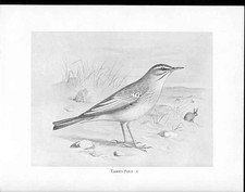 Antique Old Print C1898 Birds Frohawk Drawings Tawny Pipit Male Beach Rabbit