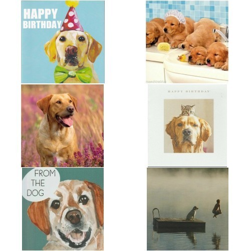 Cute golden labrador - cute,