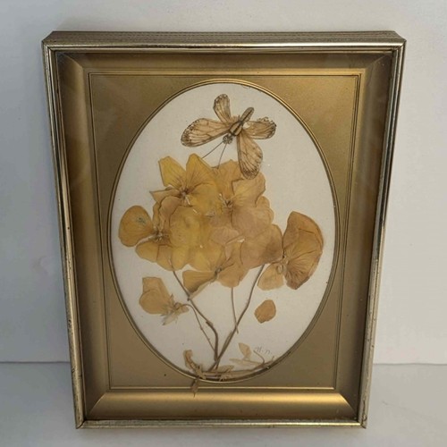 Vintage butterfly taxidermy - vintage,