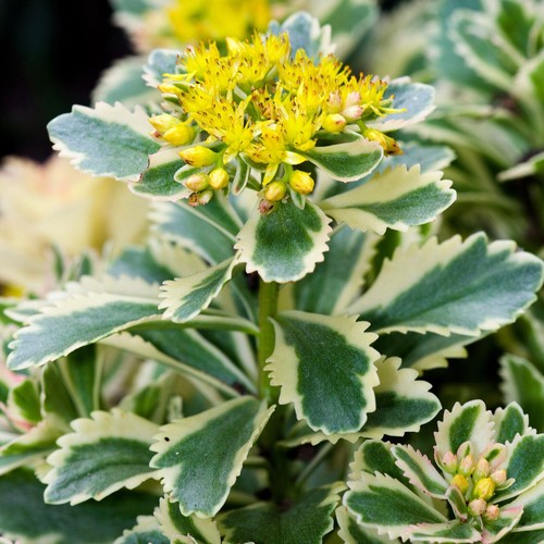 Sedum atlanta plug plant - x,