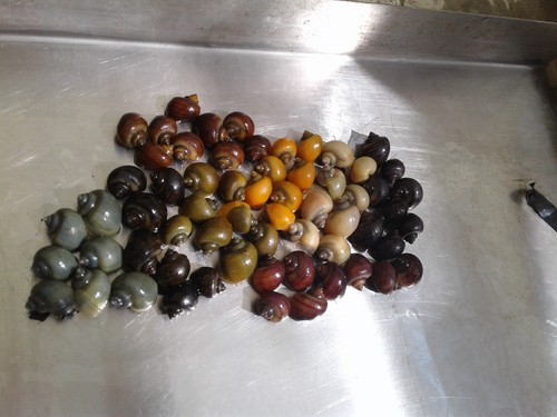 Assorted color mystery - 12,