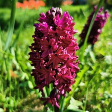 Hyacinth Woodstock Flower