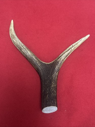 One piece deer antler y - one,