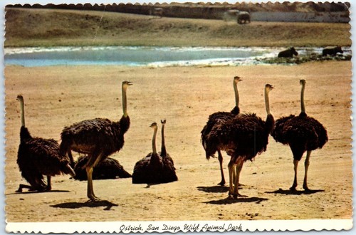 Postcard ostrich san diego - ostrich,,