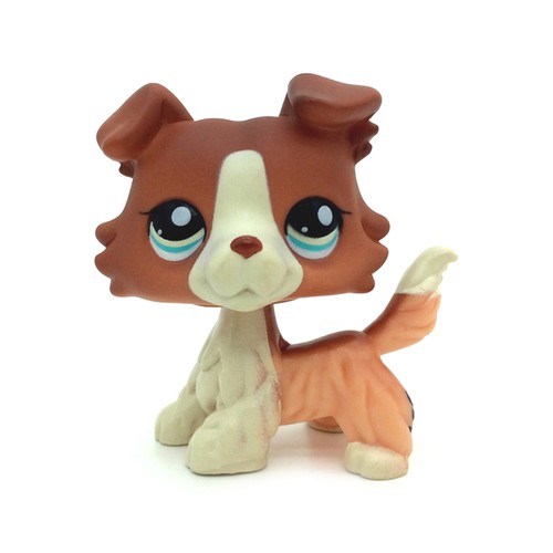 Brown white collie - brown,