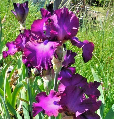 Bearded iris germanica gypsy - iris,
