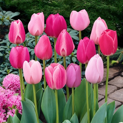100 pink mixed - 10,
