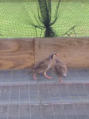 Fertile chukar partridge - 57+,