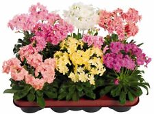 LEWISIA COTYLEDON 'ELISE MIXED' PLANT SEEDS