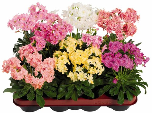 Lewisia cotyledon elise - cotyledon, 'elise
