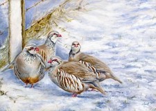Original Oil Painting Red-footed Partridge Game Birds Wildlife Art