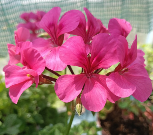 Pelargonium crocodile ivy - 'crocodile',,