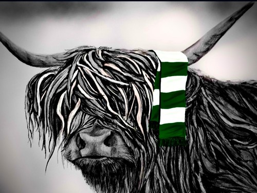 Celtic highland cow - celtic,